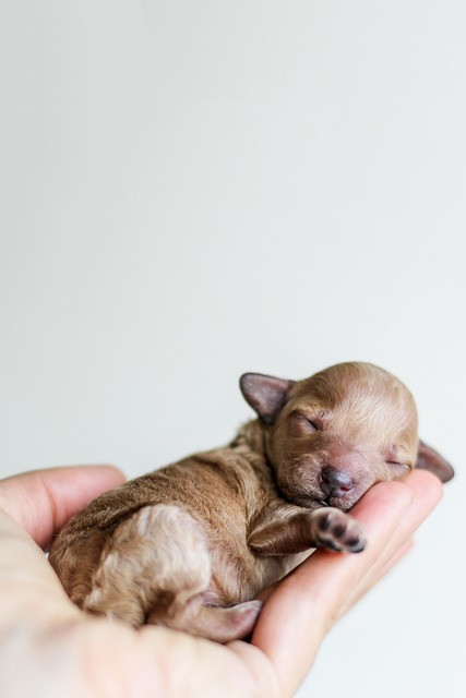 Complete Puppy Care Guide for New Owners in India: Vaccination, Nutrition & Training