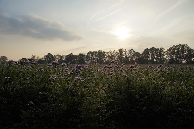 Organic Fertilizer Guide for Sustainable Farming: Soil-Building Strategies & Application Rates
