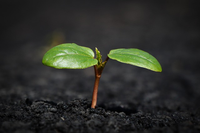 How to Use a Soil Health Analyzer for Precision Farming Decisions
