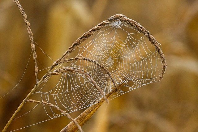 Future-Proof Web Hosting: Edge, Cloud Expansion, and Automation Strategies