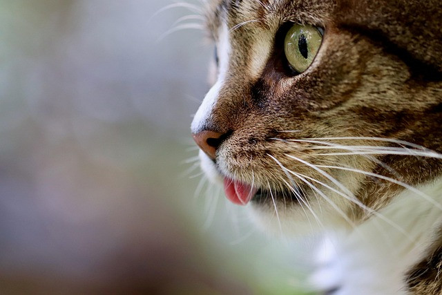 How to Choose a CAT Exam Preparation Tool for MBA Entrance Success