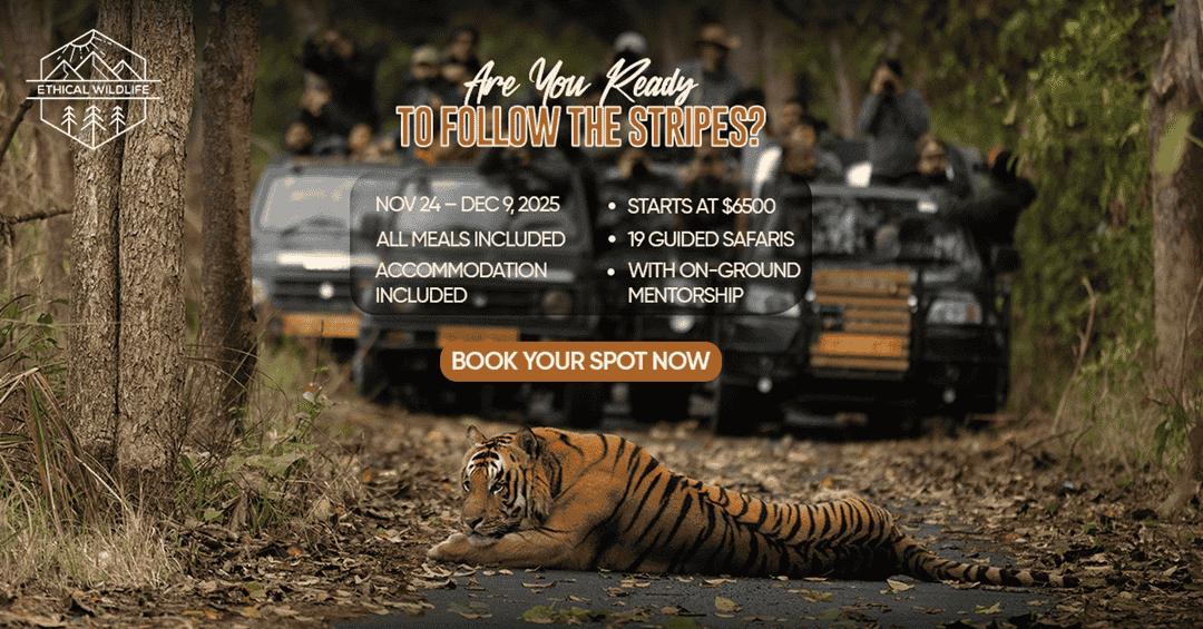 Tiger Safari India: A Journey Into the Wild With Ethical Wildlife