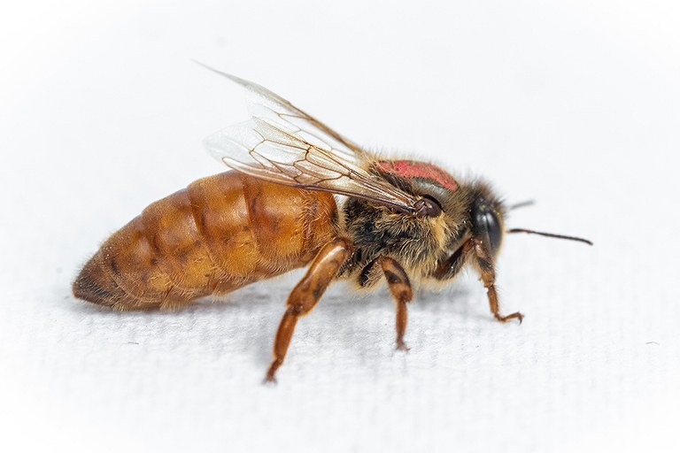 Honey Bee Queens for Sale | Reliable Queen Bees Australia