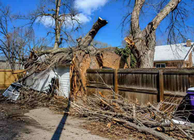 Trusted Tree Service Rochester NY for Property Protection and Landscape Improvement