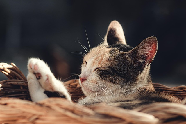 Content Brief Template: A Practical Template and Checklist for Marketing Teams