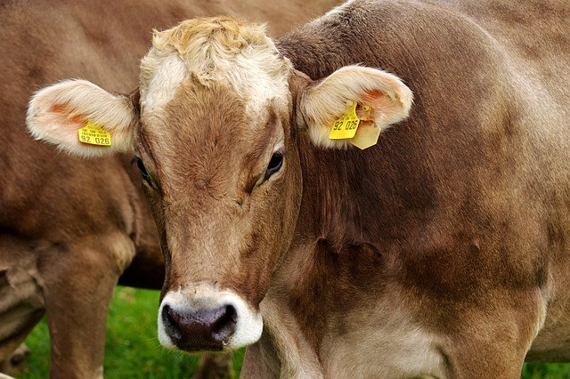 Practical Cattle Disease Guide for Farmers in India: Prevention, Signs, and Action Plan