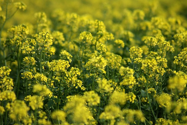Soil Test Fertilizer Calculator: Convert Soil Results into Accurate NPK Recommendations