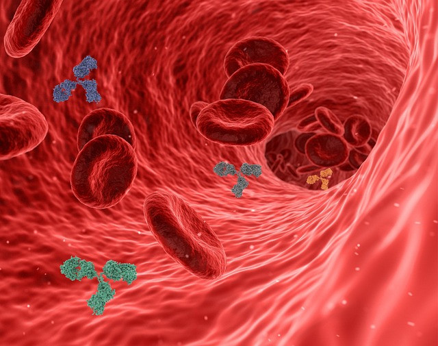 How Body Systems Work Together: A Practical Guide to Organ Interaction and Wellness
