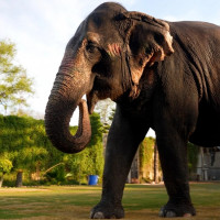 ElephantRide